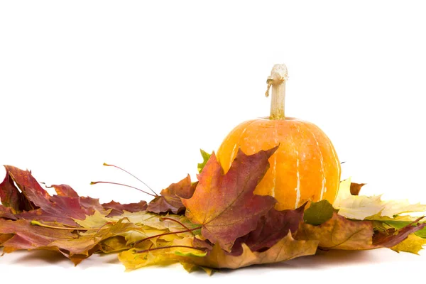 Calabaza y hojas de otoño — Foto de Stock