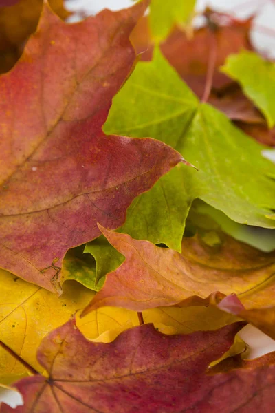 Feuilles d'érable d'automne — Photo