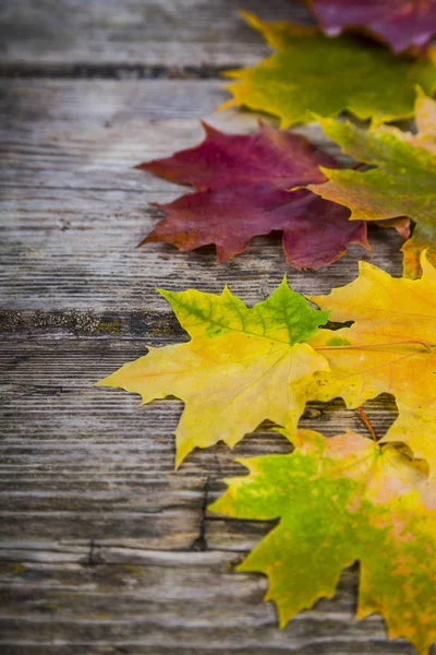 Autumn maple leaves — Stock Photo, Image