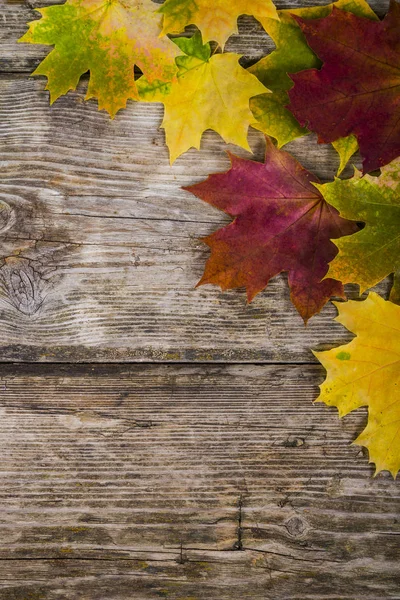 Hojas de arce de otoño — Foto de Stock