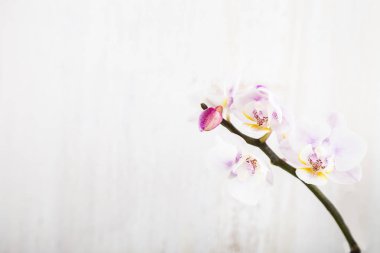 Ahşap arka plan üzerinde orkide. 
