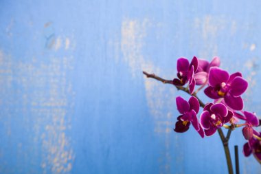 Ahşap bir arka planda pembe orkide. 