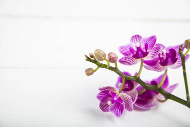 Orkide (Phalaenopsis) bir beyaz ahşap tablo