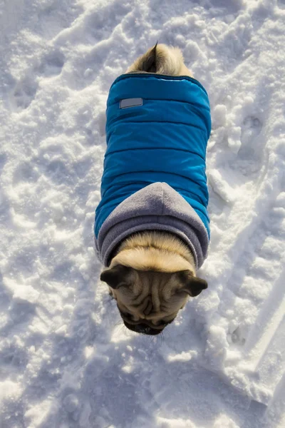 Mops in blauen Overalls — Stockfoto