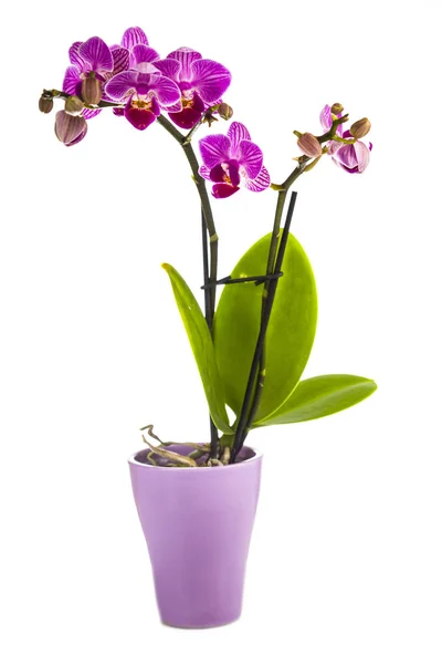 Orquídea em vaso no fundo branco — Fotografia de Stock