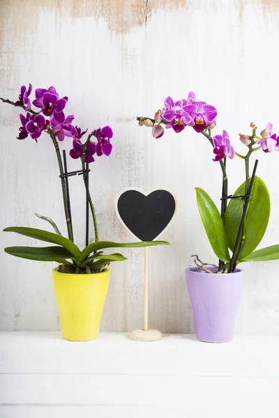 Δύο ορχιδέες (Phalaenopsis) και καρδιά — Φωτογραφία Αρχείου