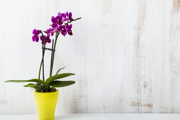 Орхидея в горшке на деревянном столе — стоковое фото