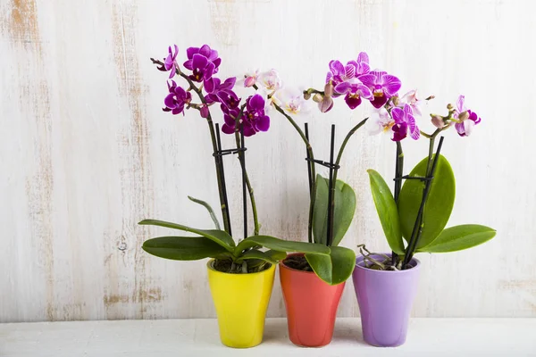 Drie orchideeën in potten — Stockfoto