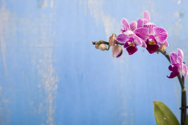 Pink orchid on a wooden background. — Stock Photo, Image