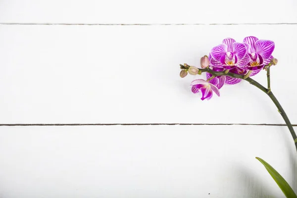 Orchid (Phalaenopsis) på en vit träbord — Stockfoto