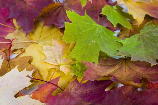 Hojas de arce de otoño — Foto de Stock