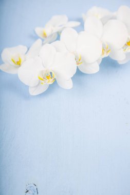 Orkide (Phalaenopsis) mavi bir ahşap tablo