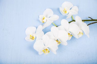 Orkide (Phalaenopsis) mavi bir ahşap tablo