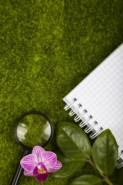 Cuaderno, lupa y hojas verdes — Foto de Stock