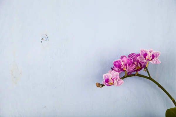 Orchid (Phalaenopsis) på en blå träbord — Stockfoto