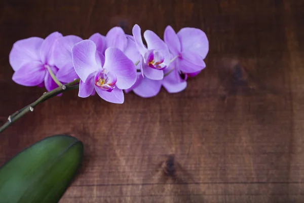 Orchid (Phalaenopsis) on a  wooden table — Stock Photo, Image