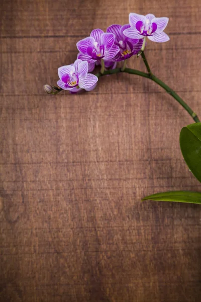 木制的桌子上兰花 （蝴蝶兰） — 图库照片