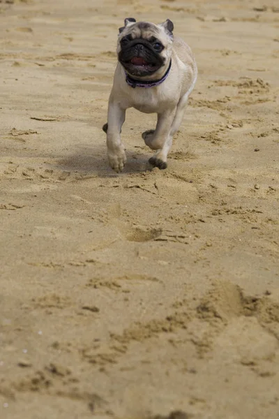 Anjing pug berjalan — Stok Foto