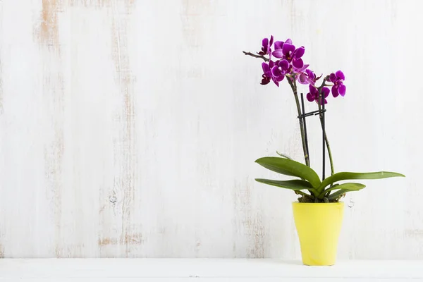 Orchidea a potot egy fából készült asztal. — Stock Fotó