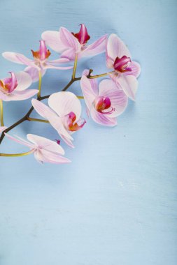 Orkide (Phalaenopsis) mavi bir ahşap tablo 
