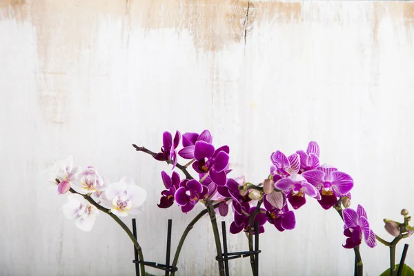 Ahşap arka plan üzerinde orkide. 