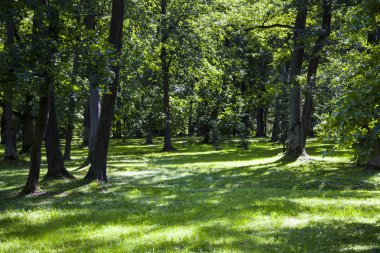 Yaz ormanı güneşli bir günde.  