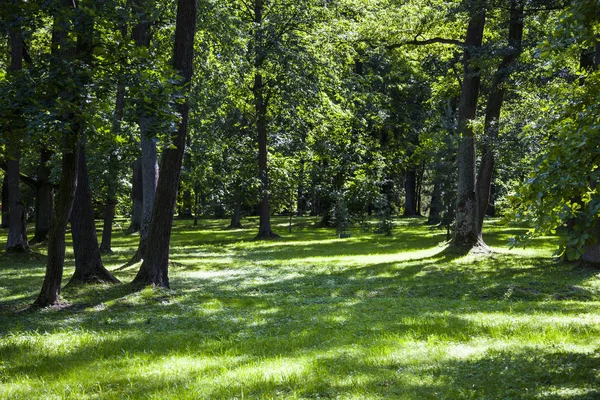 Yaz ormanı güneşli bir günde.  