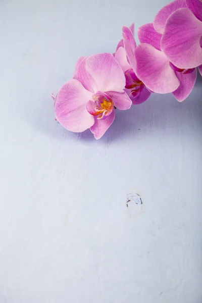 Orchidee (phalaenopsis) auf einem blauen Holztisch — Stockfoto