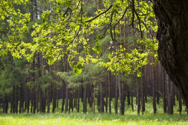 Sommarskog en solig dag. — Stockfoto