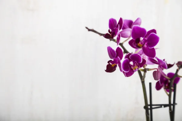 Orchid on a wooden background. — Stock Photo, Image