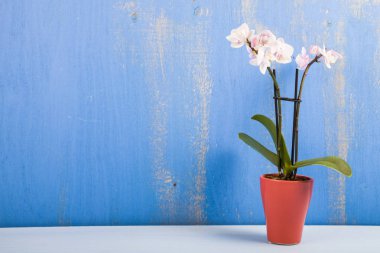 Ahşap bir masa üzerinde tencerede orkide. 