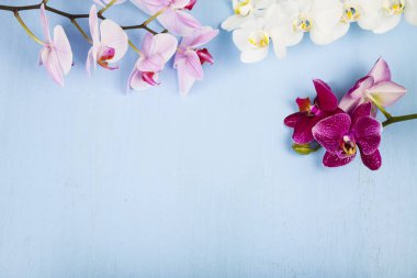 Orkide (Phalaenopsis) mavi bir ahşap tablo 