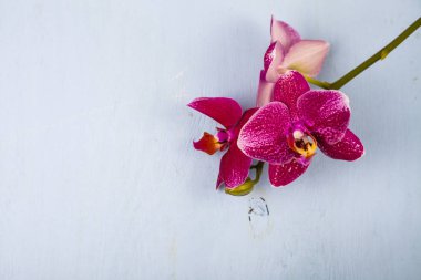 Orkide (Phalaenopsis) mavi bir ahşap tablo 