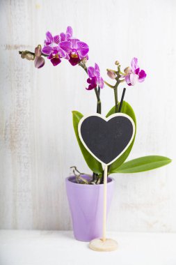 Orkide (Phalaenopsis) ve kalp