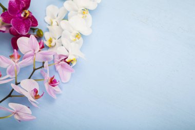 Orkide (Phalaenopsis) mavi bir ahşap tablo 