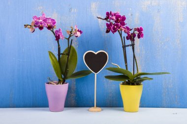 İki orkide (Phalaenopsis) ve kalp  