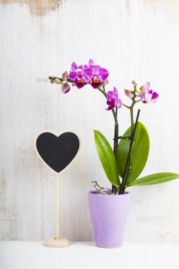 Orkide (Phalaenopsis) ve kalp  