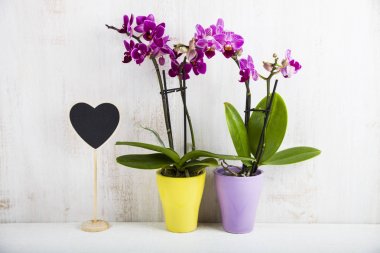 İki orkide (Phalaenopsis) ve kalp  