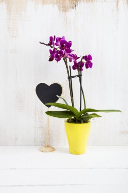 Orkide (Phalaenopsis) ve kalp  