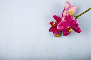 Orkide (Phalaenopsis) mavi bir ahşap tablo