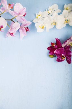 Orkide (Phalaenopsis) mavi bir ahşap tablo