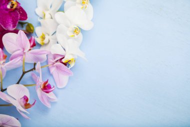 Orkide (Phalaenopsis) mavi bir ahşap tablo