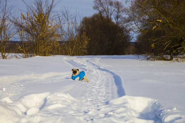 Köpek kış karla kaplı yolda. 