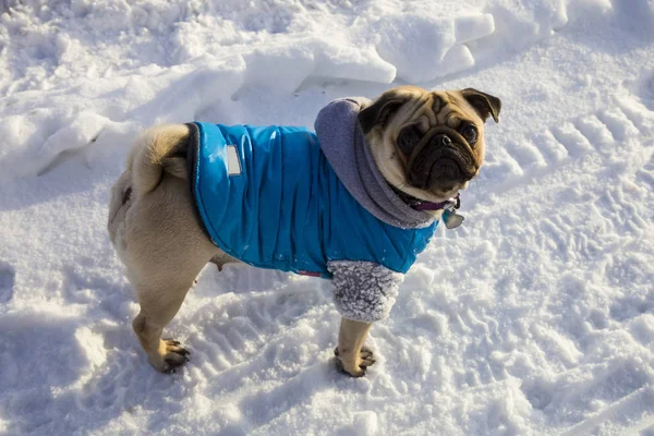 Pug dressed in blue overalls — Stock Photo, Image