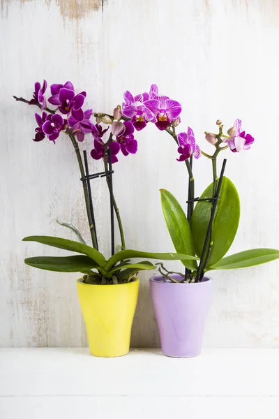 Twee orchideeën in potten op een houten tafel — Stockfoto