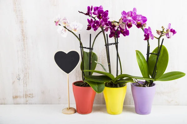 Üç orkide (Phalaenopsis) ve kalp  