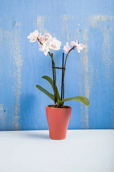 Orchidee im Topf auf einem Holztisch — Stockfoto