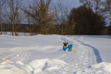 Köpek kış karla kaplı yolda. 