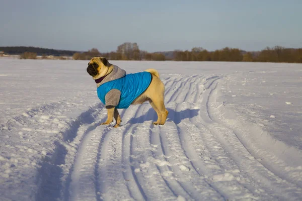 Télen, havas úton kutya. — Stock Fotó