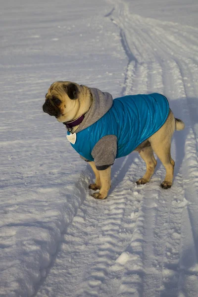 Télen, havas úton kutya. — Stock Fotó